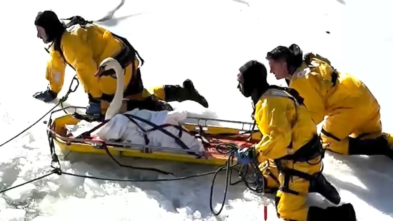 Firefighters rescue swan frozen in icy waters of Norwalk River in ...