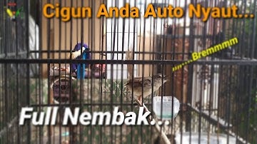 Masteran Ciblek Gunung Gacor FULL NGBREN‼️Tembakan Burung Cigun Bikin Lawan Diam