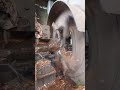Smart Factory Skills You Need to See#factory #factoryskills #manufacturing #machines #satisfying
