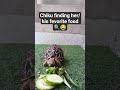 can you guess Chiku's gender 🤔?#trending #animal #pets #shortsfeed