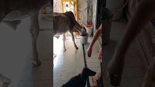 dog feeding dog vlog #dogs #dogcare #pets #shorts #viral #trending #exploring dog routine pet feed