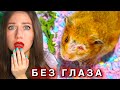 ПОСЛЕДНИЕ ДНИ ХОМЯКА БЕЗ ГЛАЗА - ОПЕРАЦИЯ и УКОЛЫ | Elli Di Pets