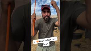 أحسن خروف و حروفة😍  ف مزرعة  #shorts