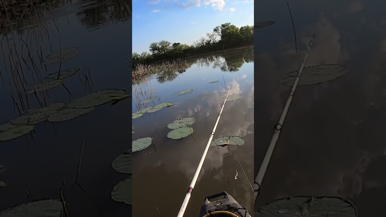 BIG Bass strikes frog on Lily Pads 