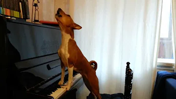 Поющая басенджи (singing  basenji)