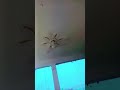 best flower design🥰 for Home ceiling pop design #art#home director#viral