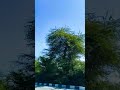 #saveenvironment #naturelove #road#happiness #musicsongs #trees #savenature #saveearth