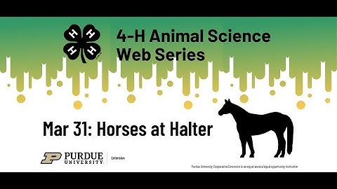 4-H Animal Science Web Series: Horses at Halter