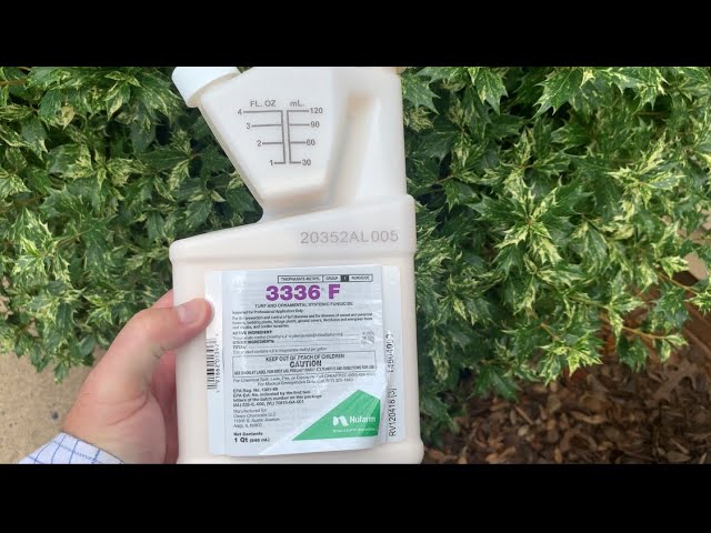 St Augustine Plug Grow - Fungus Treatment - YouTube