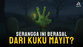 Stop Being Afraid! Fireflies Are Not Corpses, Here's the Scientific Fact