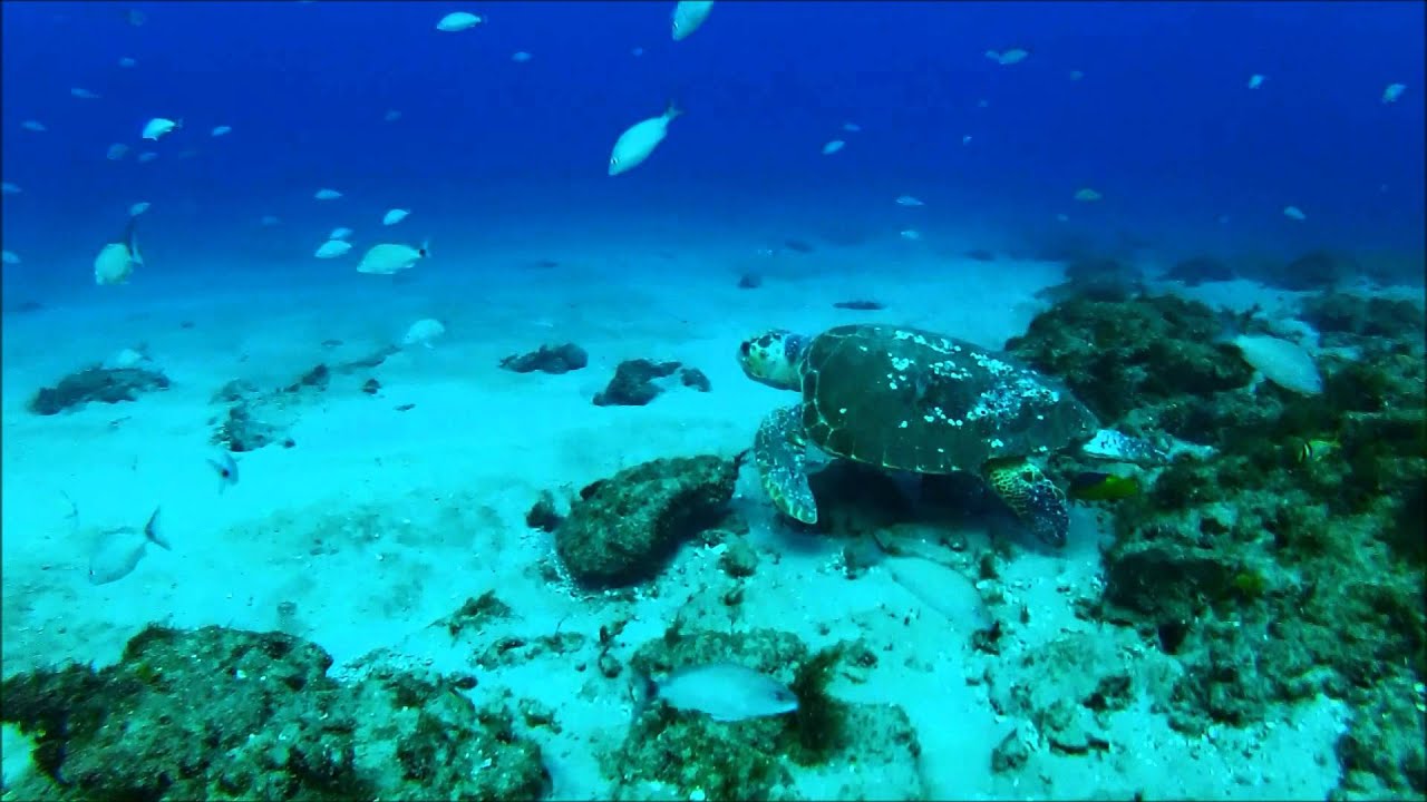 Diving Jupiter 13Apr2013 YouTube