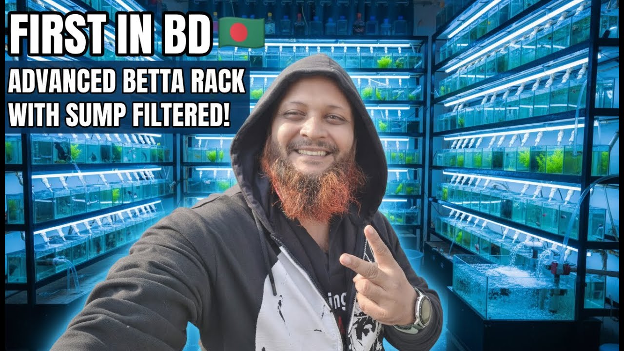 First Time in Bangladesh! 🇧🇩 High Tech Betta Fish Setup with Sump Filtration #landofaquarist