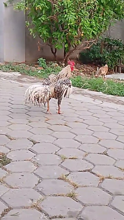 ayam rembo #youtubeshorts #shorts #ayam