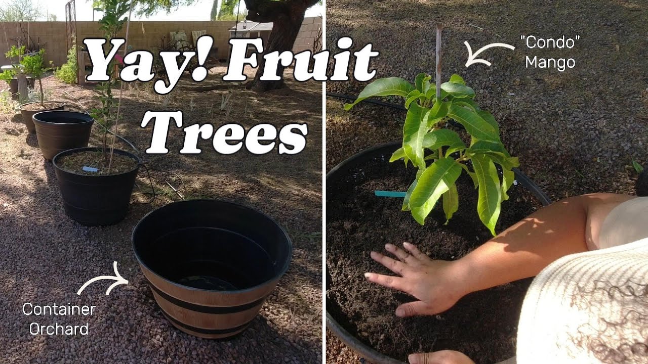 Small Trees, Big Harvesting Dreams | Planting Dwarf Topicals