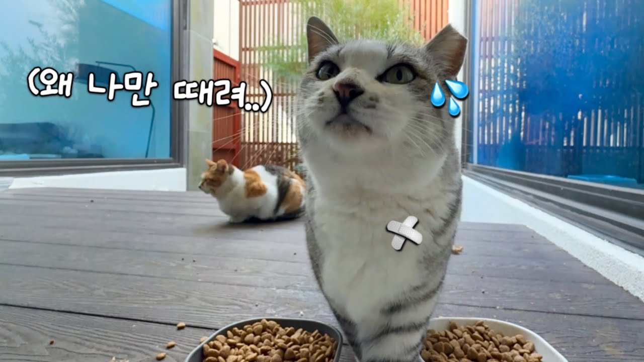 만만해 보여서 맨날 줘터지는 동네북 고양이🤕
