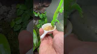 Hungry Green Gecko Enjoys Treat from Owner’s Hand