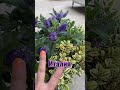 Жизнь в Италии #магазин #цветы #сад #огород