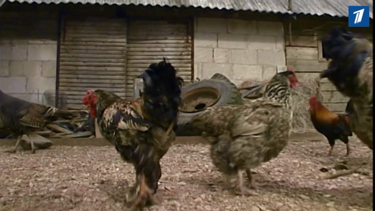 Шведский птичий грипп — бояться ли Эстонии?