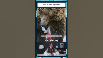 Buffet cá hồi của gấu xám #shorts #khampha #kienthuc #khoahoc #diemdungcuoi