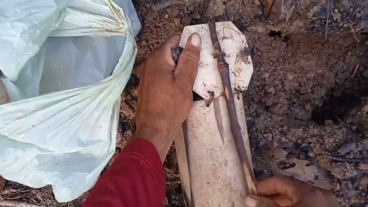 CAPTURADO GUAIAMUM COM RATOEIRA..