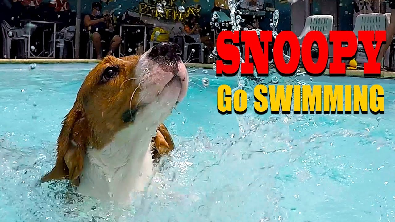 Beagle Snoopy Go Swimming