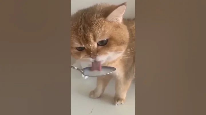 Video 7816611: cat fight compilation funny, cutest cat fight, funny baby cat fighting, cats compilation cute animals, cat funny play fighting, cat baby girl