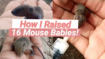 How I Hand Raised 16 Mouse Babies 🐀🐀(caring for mice babies without mother)|Landscape of a Soul