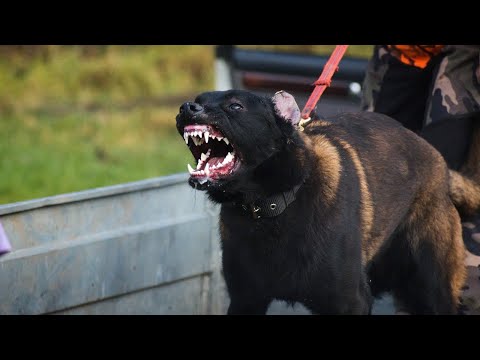 Video: Bare 21 hunder som ser ut som skyldige