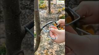 Will This Tool Make Perfect Branches