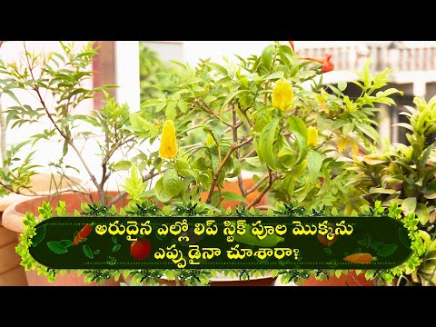 Arudaina Yellow Lollipop Poola mokkanu Eppudaina Chusara? Perati Ruchulu |16th May 2024 - ETVABHIRUCHI