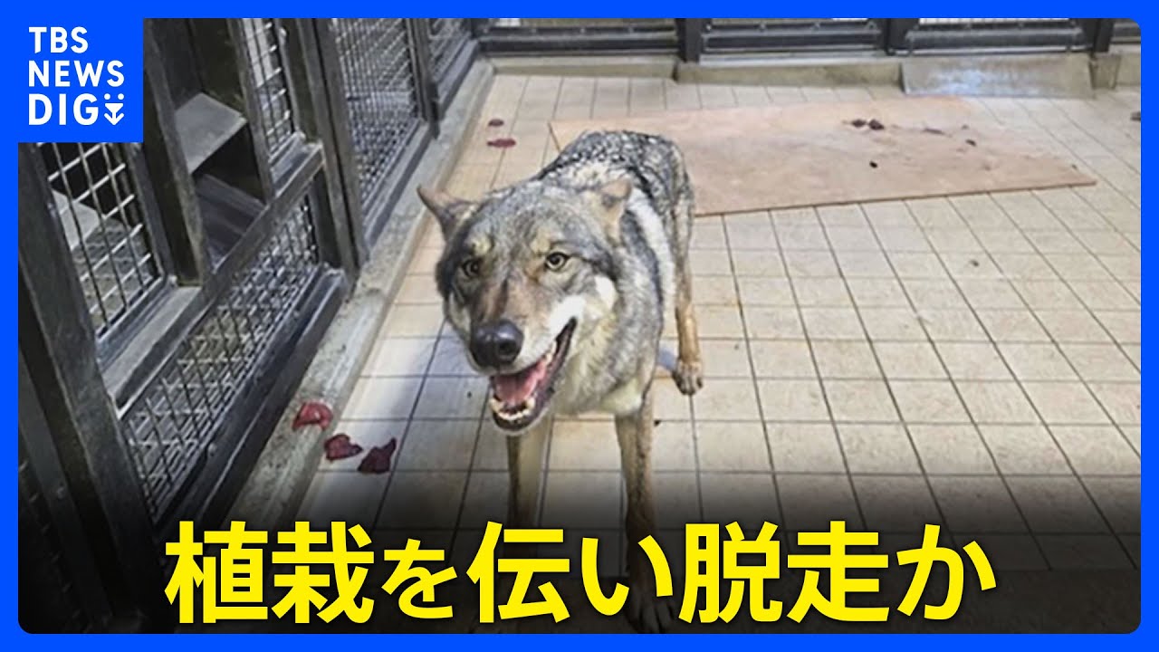 【オオカミ脱走】飼育エリアの壁に生えた植栽を伝って擁壁を飛び越えたか 麻酔銃など使い園内で捕獲　東京・日野市の多摩動物公園｜TBS NEWS DIG