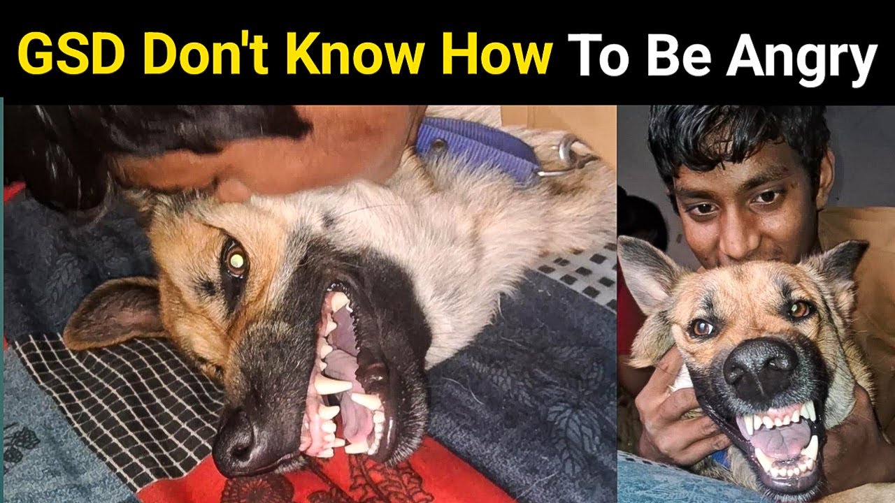 I Teach My German Shepherd Dog How To Be Angry |
