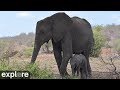 Africam tembe elephant park powered by exploreorg