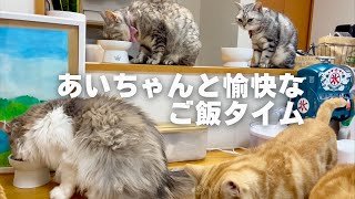 あいちゃんと愉快なご飯タイム #猫