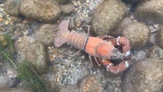 How to catch & cook crayfish in BC