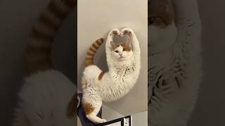 Funny moments of many cats  #cat #funny