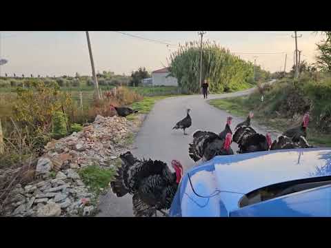 Chatty Turkeys Gobble Back During a Lively Interaction