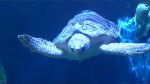 Birch Aquarium Scientists Use 3-D Printer To Treat Loggerhead Sea Turtle Shell