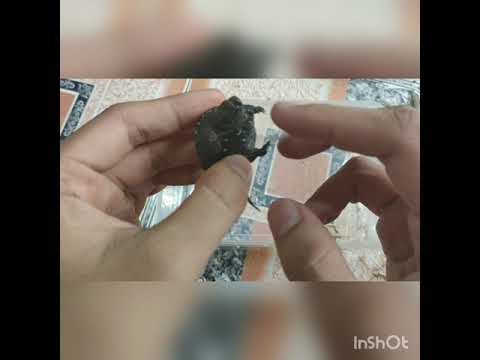 Video Unbox bé rùa common baby và chia sẻ kinh nghiệm nuôi... - youtube