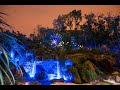 Animal Kingdom Walk at Night
