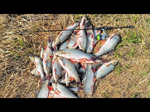 видео: Рыбалка на спиннинг или рыба на каждом забросе! Язь рыба моей мечты, клюет нормально! Рыбалка 2024