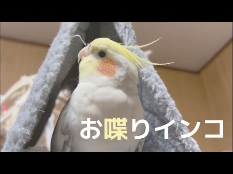 【おしゃべりインコ】テントでご機嫌なオカメインコ/Chatty cockatiel