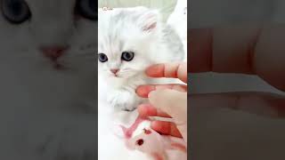 Cute Kittens❤️【174】#Shorts #Cutecat520 #Cat #Kittens #Pets