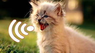 Mother cat calling for her kittens | Mother Cat Sound | Mother Cat Voice by Animal Voice 195 views 2 days ago 2 minutes, 24 seconds