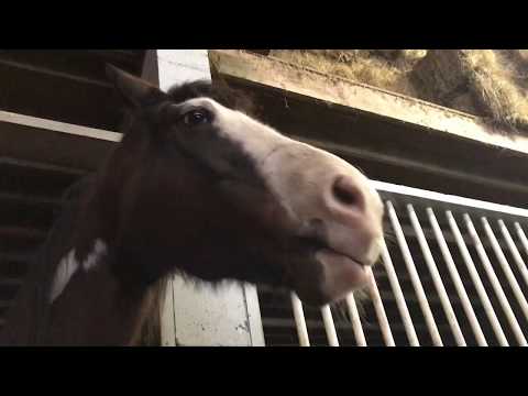 silly-horses-wwe-barn-talk