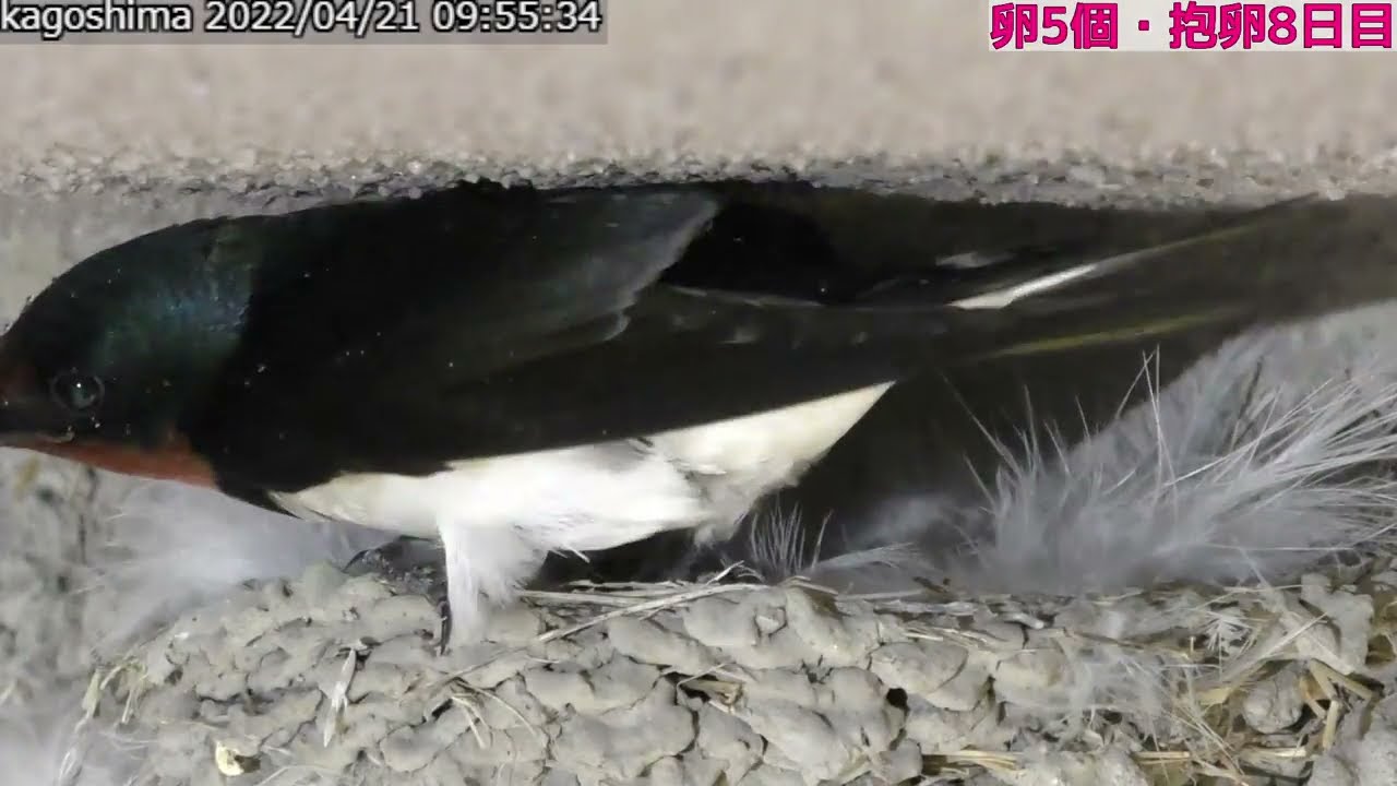 80 卵5個 抱卵8日目 ツバメさん 抱卵 帰宅 就寝 22 04 21 Youtube