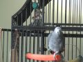 Ollie the African Grey doing theme tunes, silly noises,counting etc