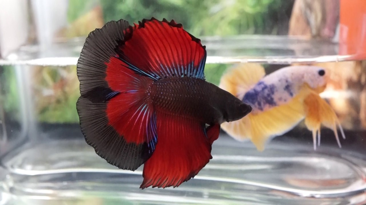 RED DEVIL Double Tail Halfmoon Betta DTHM - YouTube.