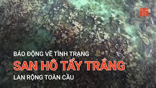 BÁO ĐỘNG VỀ TÌNH TRẠNG SAN HÔ TẨY TRẮNG LAN RỘNG TOÀN CẦU | VTC9