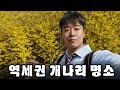 지금이 딱이에요. 역에서 가깝고 쉽게 가는 개나리 명소